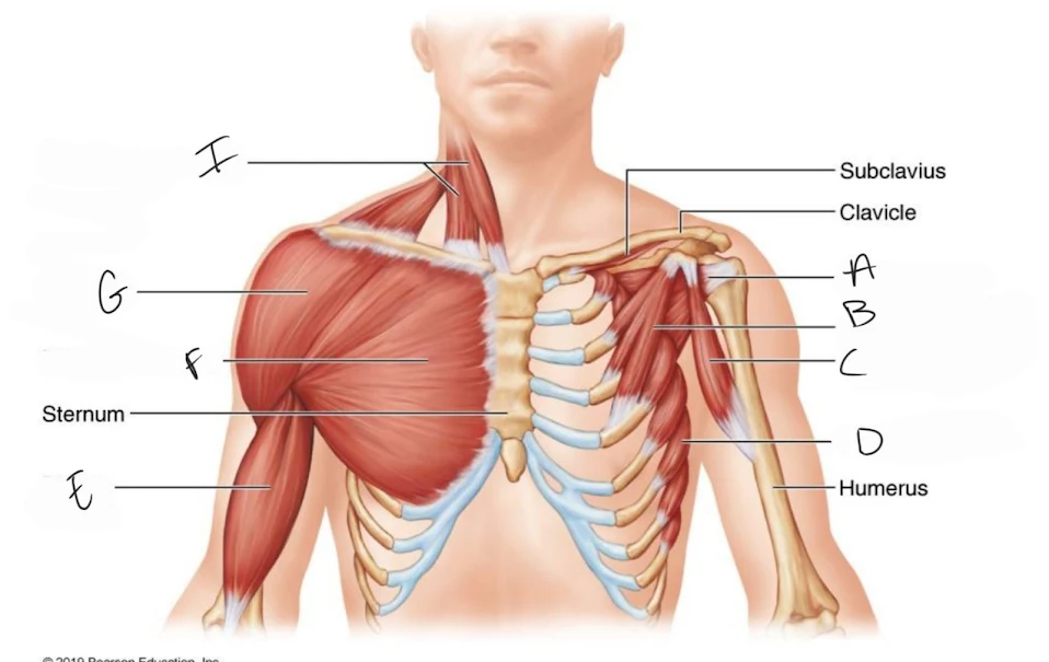 <p>coracobrachialis</p>