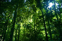 <p>rừng nhiệt đới</p>