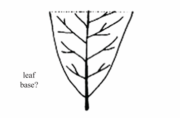 <p>A wide leaf base that has a visible angle, which is greater than $$90^{\circ}$$ </p>