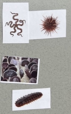 <p>Phylum Echinodermata </p>