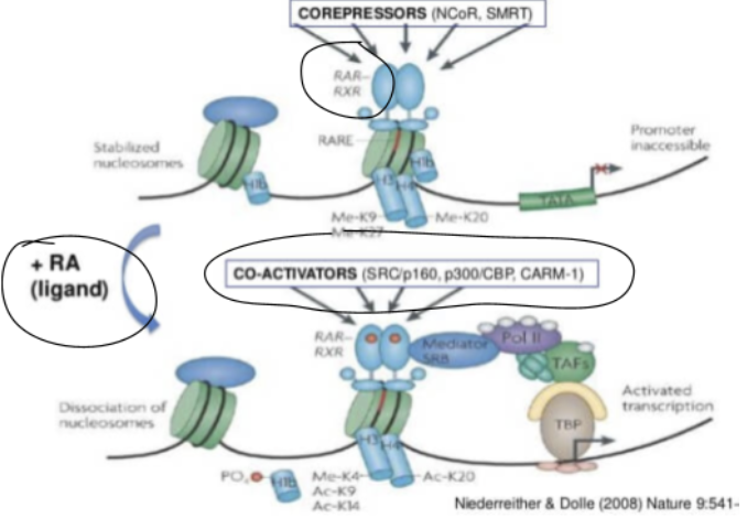 <p><span style="background-color: transparent;">RA Ligand → _______</span></p><p><span style="background-color: transparent;">_______ → recruits the enzymes that express genes</span></p>