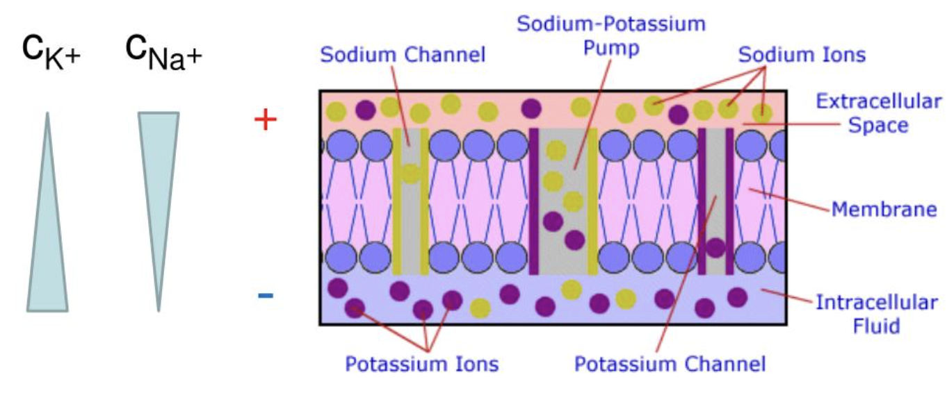 <p><span style="background-color: transparent; font-family: "Times New Roman", serif;">large negatively charged proteins and molecules inside the cell cannot cross the membrane, contributing to negative charge</span></p>
