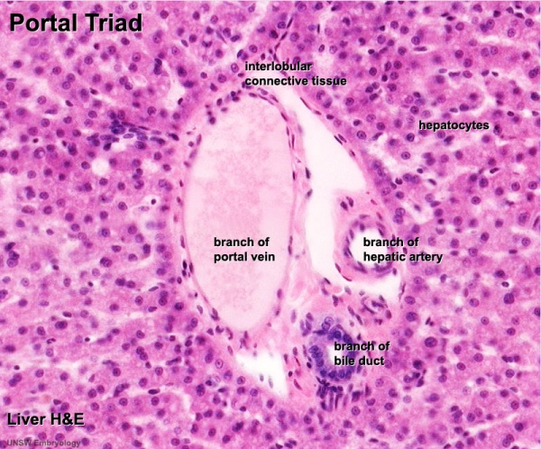 <p>extra liver histology</p>