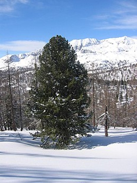 term image