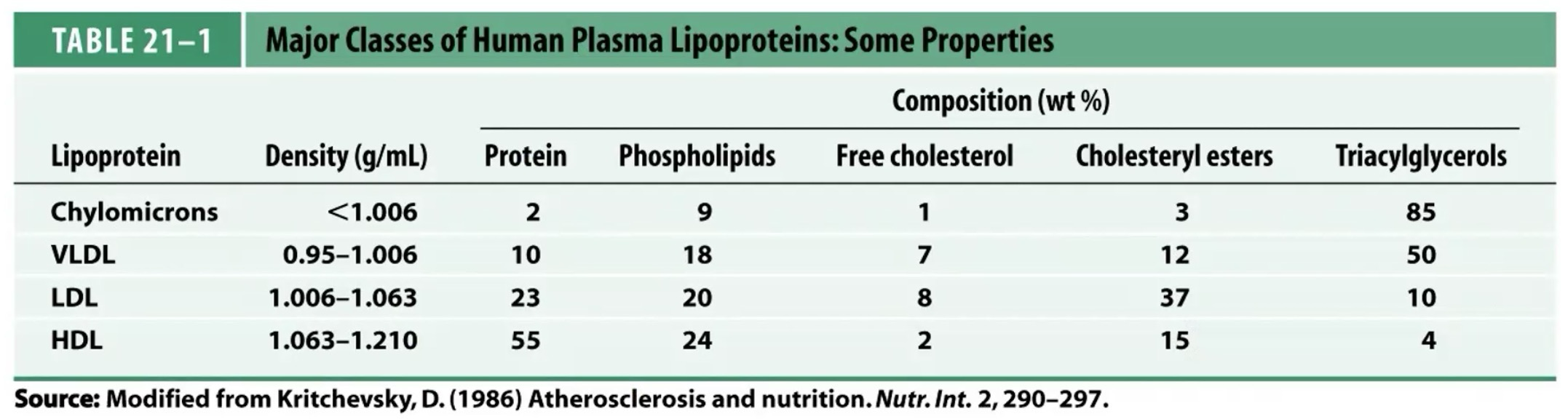 <p>Higher % means a higher amount of those molecules in the lipoprotein</p><p>Chylomicron is exogenous; has high triacylglycerol</p><p>VLDL is made and released from the liver, travels through the blood, and empties into cells, where it turns into LDL, which is geared more towards storage of cholesterol (Cholesteryl esters). LDL turns into HDL</p><p>LDL is considered “Bad” while HDL is considered “Good”</p><p>VLDL: Very low density lipoproteins</p><p>LDL: Low density lipoproteins</p><p>HDL: High density lipoporteins</p>