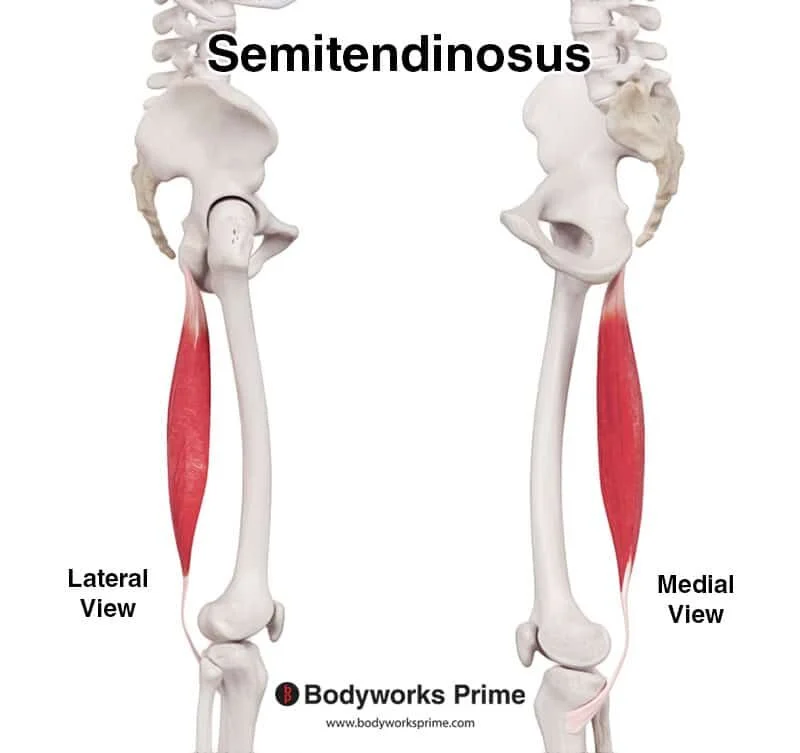 <p>anterior medial surface of shaft of tibia just below the condyle </p>