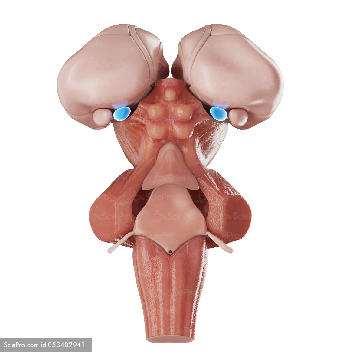 <p>audiotory relay nucleus in the thalamus </p>