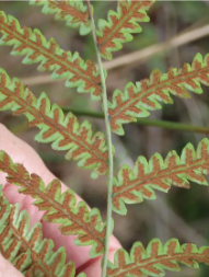 <p>apical meristems at tips of branches and stem, branching in any direction is possible; contain multiple sporangia on sporophyte because of branching pattern (dependent on water for fertilization)</p>