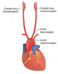 <p>chemoreceptors detect increase in CO₂ concentration and decrease of blood pH </p><p>chemoreceptors increase frequency of impulses to cardiac centre in medulla</p><p>cardiac centre sends more impulses to the SAN via sympathetic nervous system</p><p>to increase the rate of production of electrical waves by the SAN and therefore increase heart rate</p>