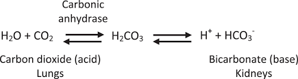 <p>reverse catalyzes the production of carbonic acid from carbon dioxide and water</p><p></p>