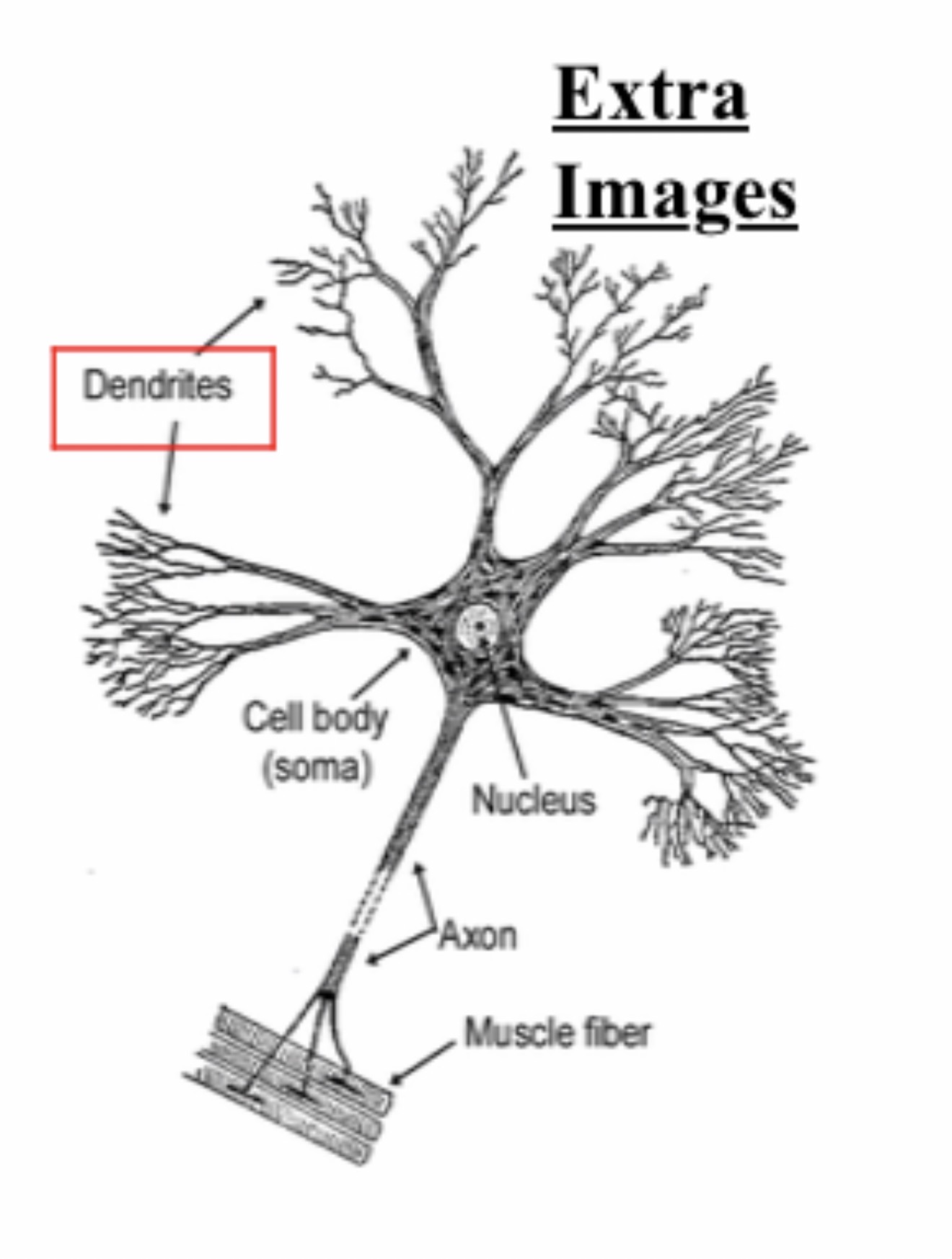 <p>Multipolar Neuron : Function : Transmits nerve impulses between the brain, spinal cord, muscles, and glands.</p>