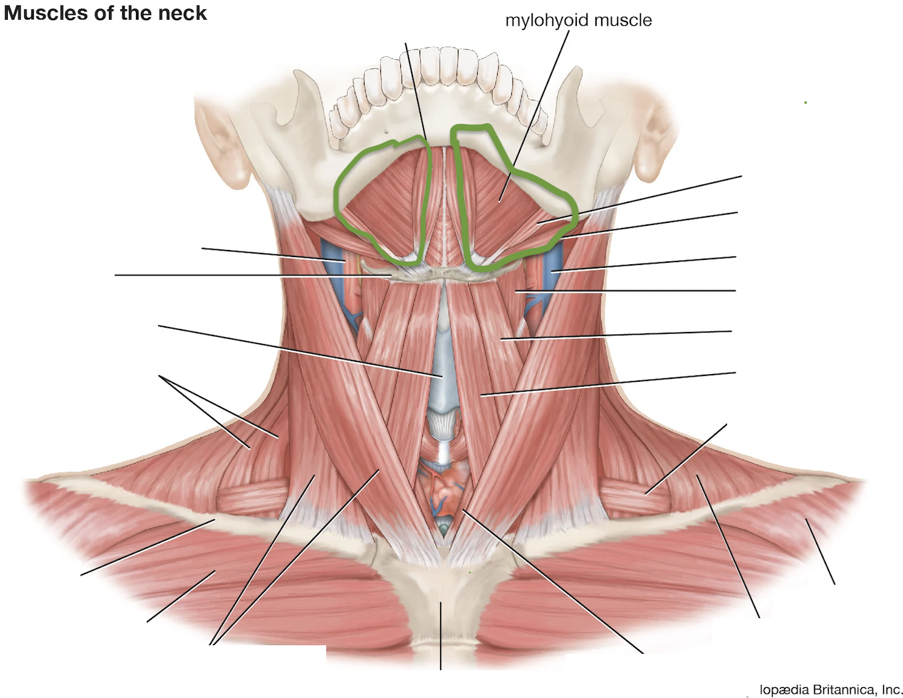 <p>Lower Inside of Mouth (Above Hyoid)</p>