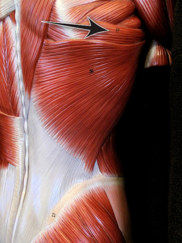 <p>teres major insertion</p>