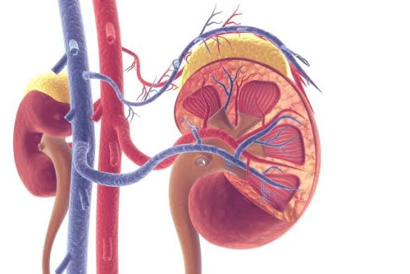 <p><span><span>a large vein that drains deoxygenated blood from the kidneys. The right and left renal veins carry blood from their respective kidneys and empty into the </span></span><a target="_blank" rel="noopener noreferrer nofollow" class="link" href="chatgpt://generic-entity?number=0" data-prevent-progress="true"><span><u><span>inferior vena cava</span></u></span></a><span><span>.</span></span></p>