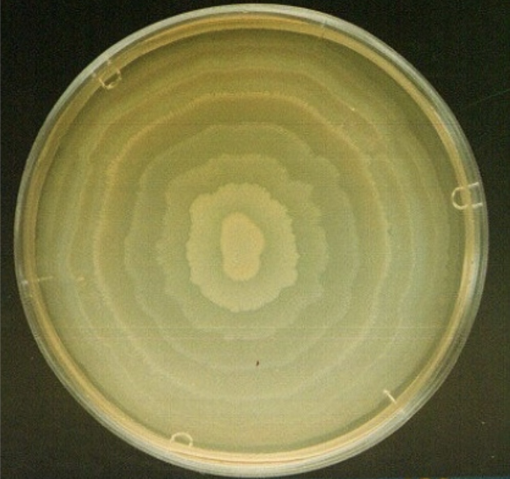 <p>What does this plate show? </p>