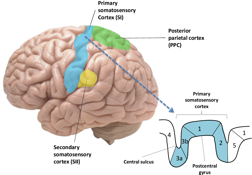<p>What area(s) of the primary somatosensory cortex is concerned with cutaneous stimuli?</p>