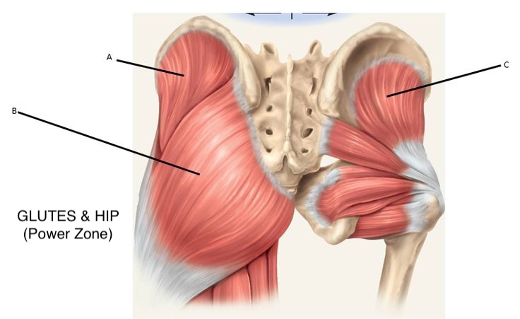 <p>Gluteus minimus</p>