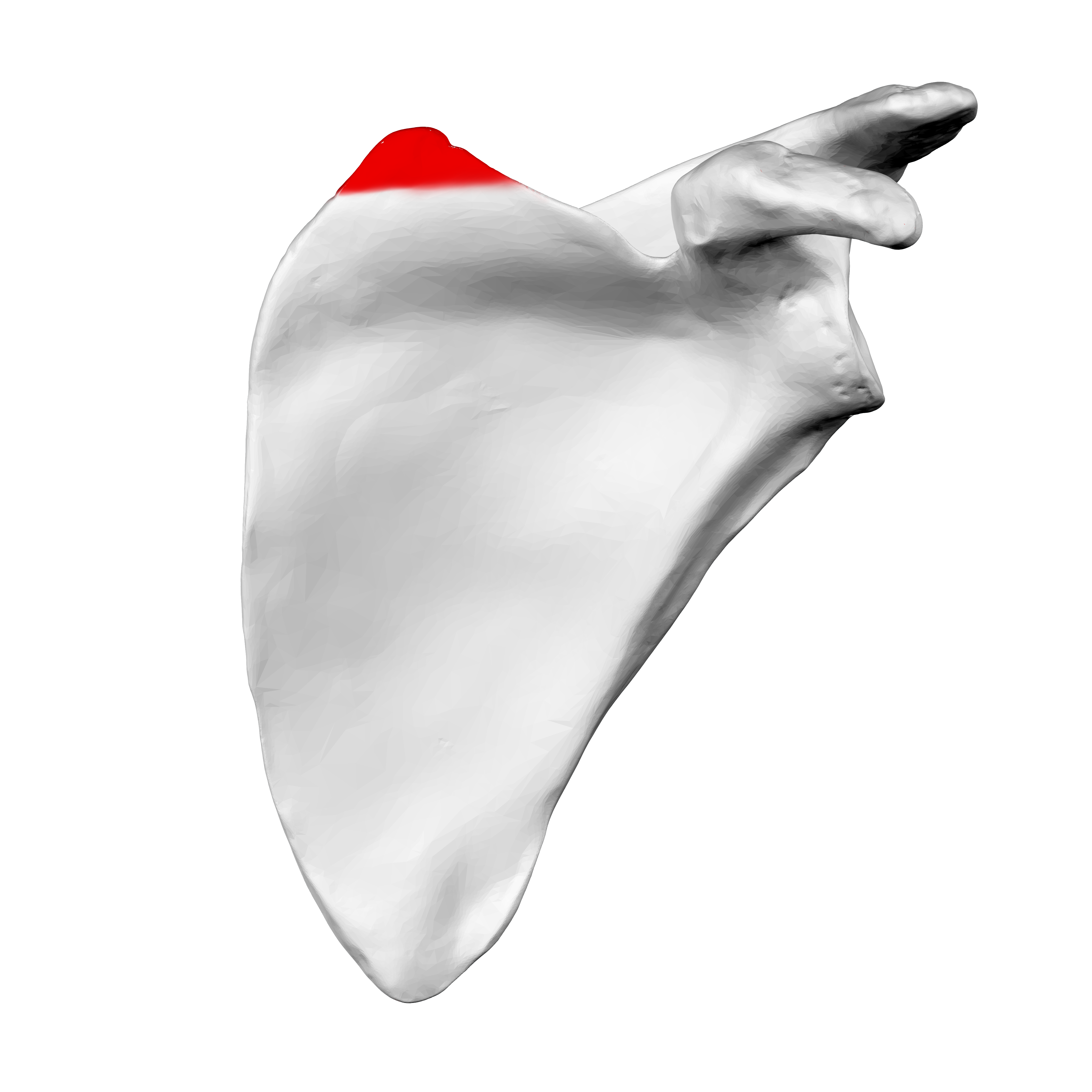 <p>Name the specific part of the bone in red</p>