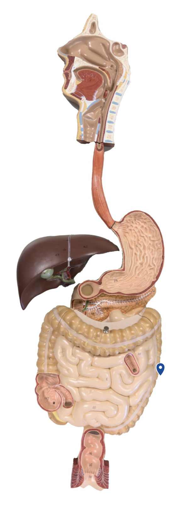 <p>Name this segment of the large intestine.</p>