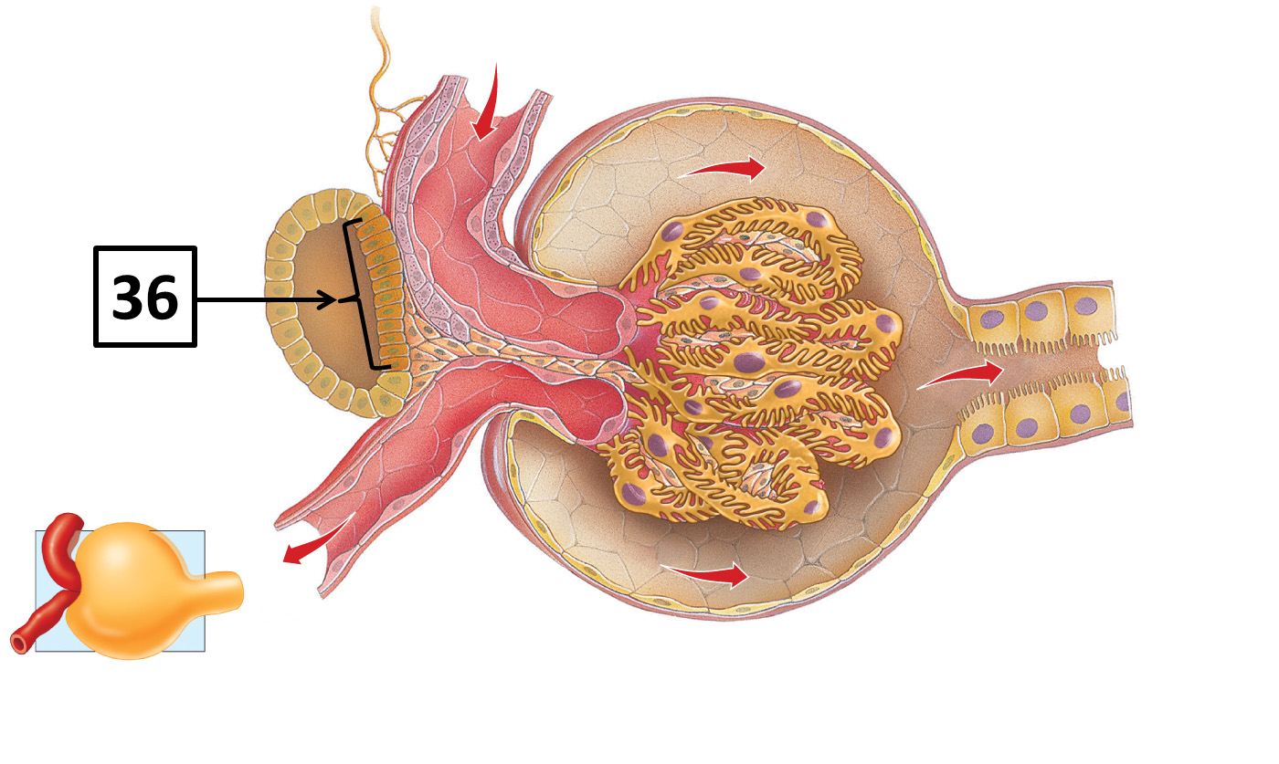 <p>Name and function </p>