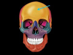 <p>The frontal bone is part of the </p><p>a) Cranial section</p><p>b) Facial section</p>