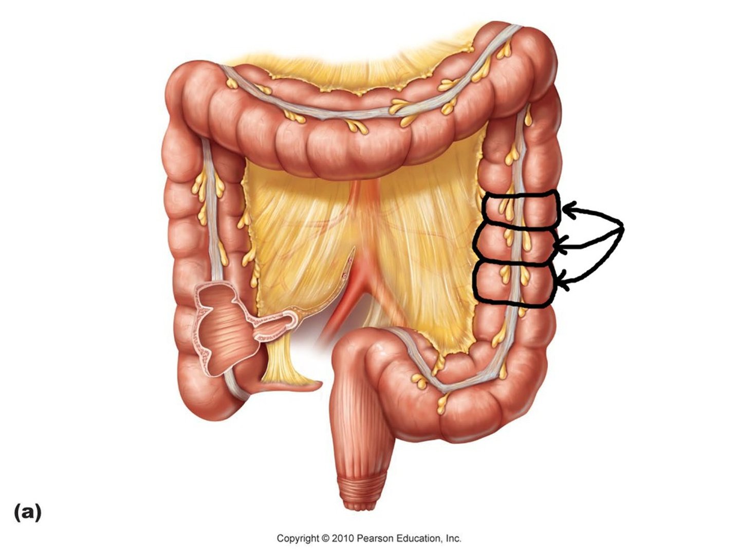 <p>sacs that are only in large intestine because longitudinal muscle is shorter than gut tube</p>