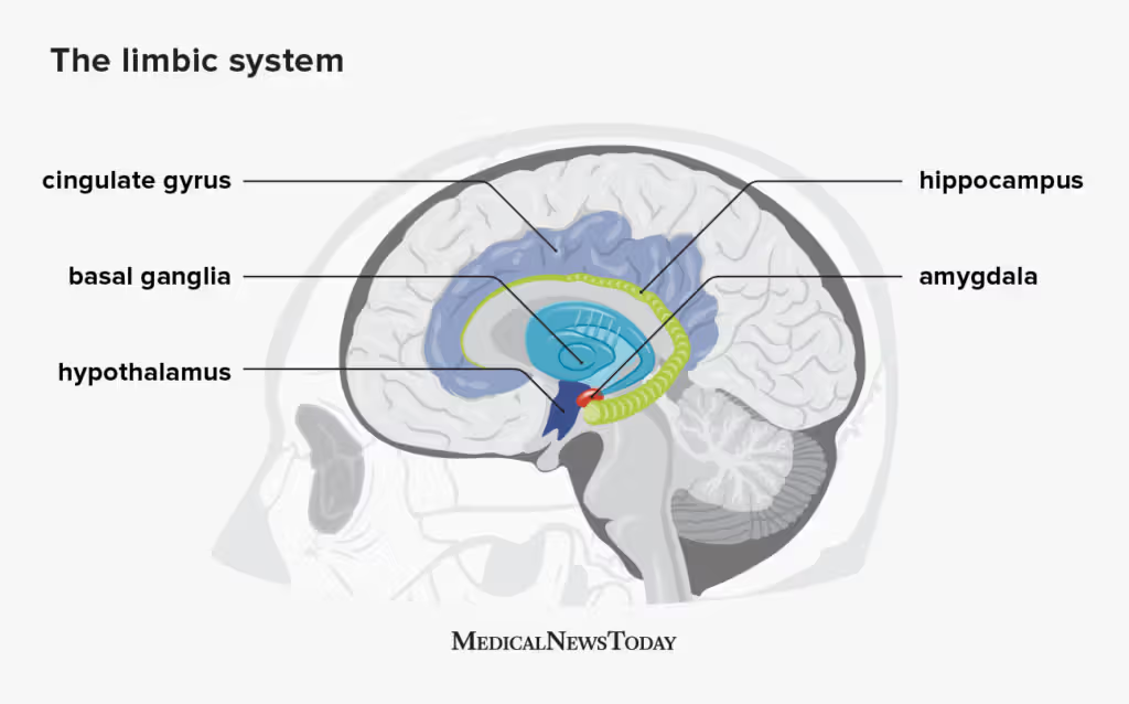 <p>Located in middle of the brain. </p><p>Primary roles in learning, procedural memory, routine behaviours and emotions. </p><p>Involved in encoding and storing procedural memories and classically conditioned memories: Via connection with cerebellum. Work to form habits by associating movement with reward/reinforcement.</p><p class="MsoNormal">Are active when we move a part of our body in a new way when stimulated by a cue. (we might encounter roadworks on our journey home and therefore take a route that results in getting home more quickly). </p><p class="MsoNormal">When action results in a positive outcome, association between reward and action is recognised. The reward indicates to the basal ganglia that the behaviour is useful and worth remembering for future.</p>
