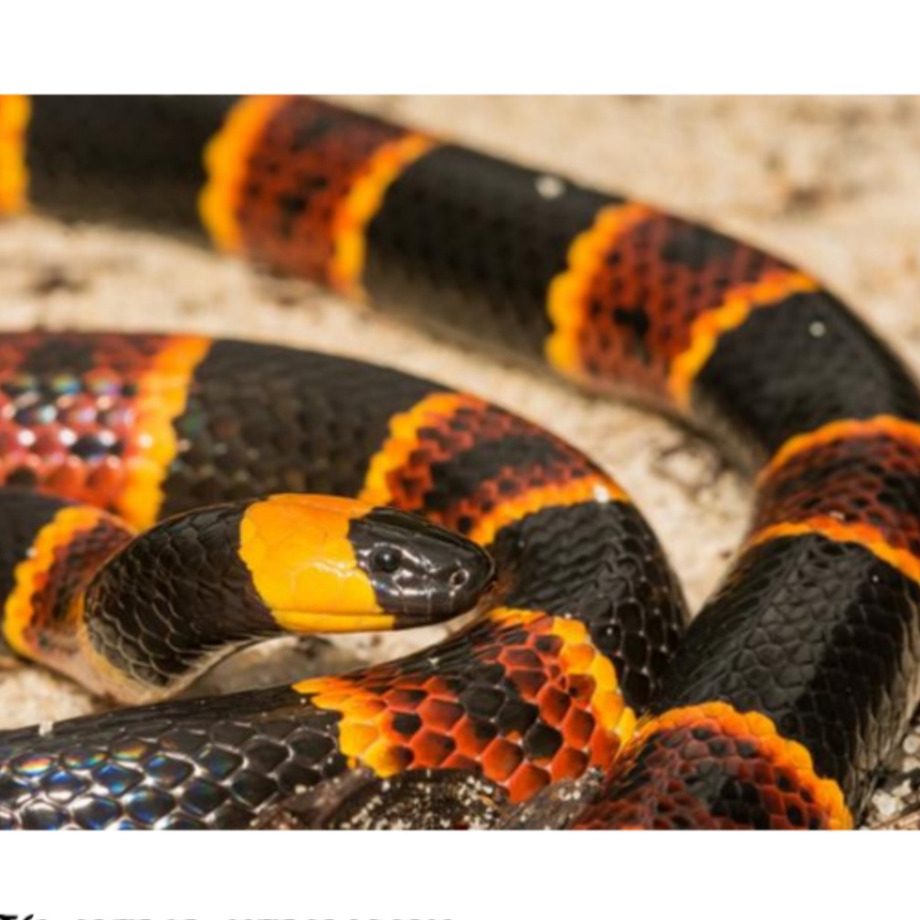 <p>name this animal</p>