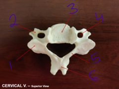 <p>cervical - #1</p>