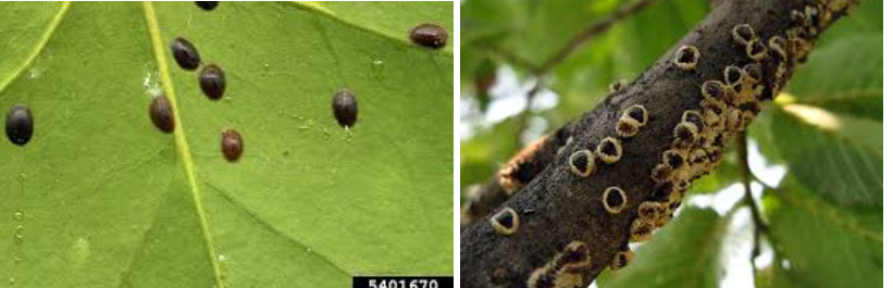 <p>What is the name of this bug?</p>