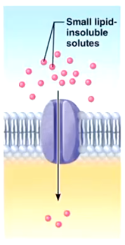 <p>Channel-Mediated Facilitated Diffusion</p>