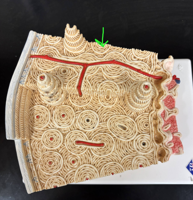<p>What is this structure? </p>