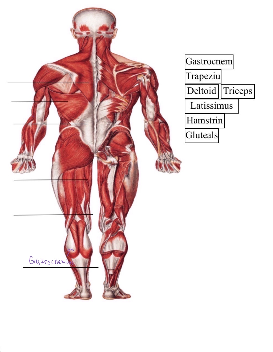 knowt flashcard image