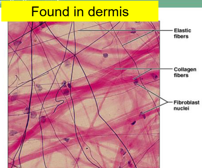 <p>Loose connective tissue (Areolar)</p>