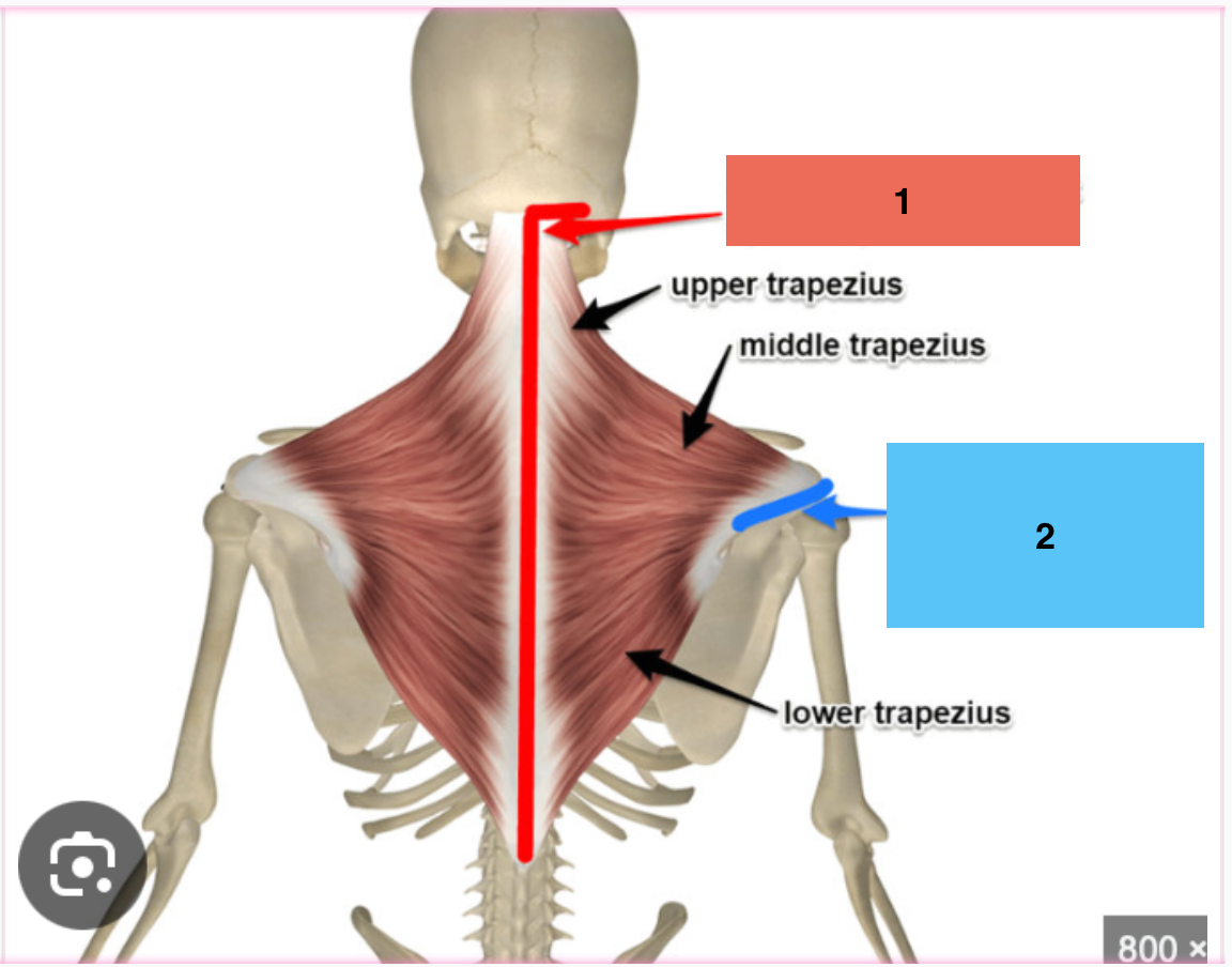 <p>What’s the insertion for the trapezius muscles?</p>