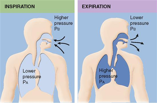 <p>air takes path of <strong>least resistance AWAY from pressure</strong></p><ul><li><p><strong>inspiration</strong>: high out → low in</p></li><li><p><strong>expiration</strong>: high in → low out</p></li></ul><p></p>
