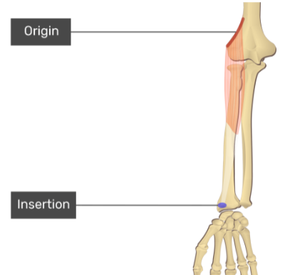 <p>Styloid process of radius</p><p>FLEXION of forearm; SUPINATION/PRONATION of forearm</p>