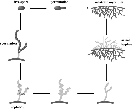 <p>Binary fission most common in prokaryotes, but not only one</p><p>Budding/Asymmetrical division - formation of a long, narrow extension that swells and forms a smaller cell that eventually detaches from parent (most common in yeast)</p><p>Fragmentation - Many nucleoids accumulate in an enlarged round cell or along the filament leading to many new cells at once, split from parent and float away (commonly obs in actinomyces)</p><p>Spore production in aerial filaments - aerial mycelia (bacteria) grow upward using filaments. Filamentous bacteria (ex. streptomyces) tip of aerial hyphae undergo synchronous cell division and septation to form chains of uninucleoid spores</p>