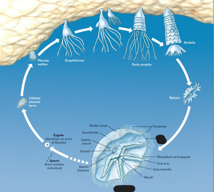 <p>What life stage of Aurelia is this?</p>
