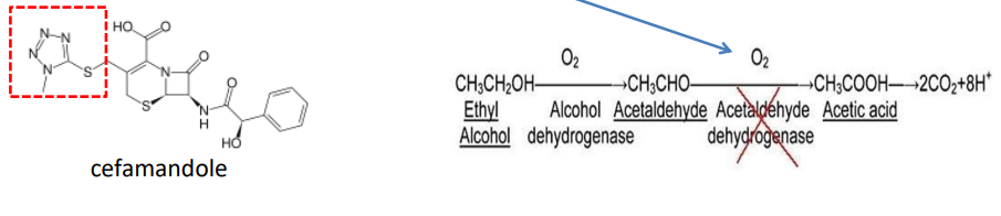 <p>anaphylaxis, fever, skin rashes, nephritis, granulocytopenia, and hemolytic anemia</p><p>Cephalosporins that contain a <strong>methylthiotetrazole</strong> group <strong>(cefamandole, cefmetazole, cefotetan, cefoperazone</strong>) cause <strong>hypoprothrombinemia</strong> (inhibits vitamin K epoxide reductase) and <strong>inhibition of aldehyde dehydrogenase like disulfiram</strong> .</p>