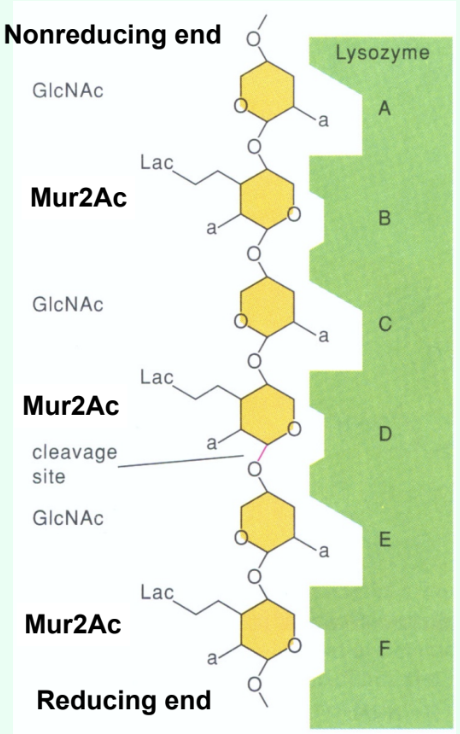 <p>How are <strong>short GlcNAc oligosaccharides (<5 residues)</strong> hydrolyzed by lysozyme?</p>