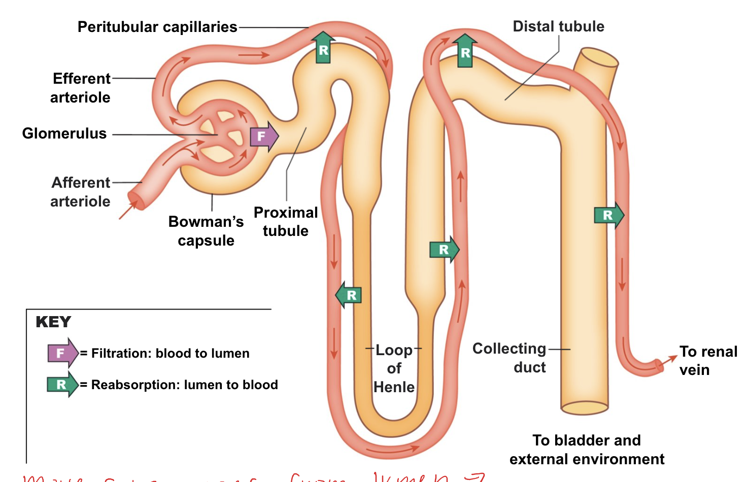<p>move substances from lumen → blood</p>