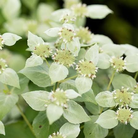 <p>Forb - Aromatic native perennial with broad leaves, silvery flower bracts, and small white-pink flowers. Grows in moist meadows and woodland edges, spreads by rhizomes, and attracts a remarkable variety of pollinators. </p>