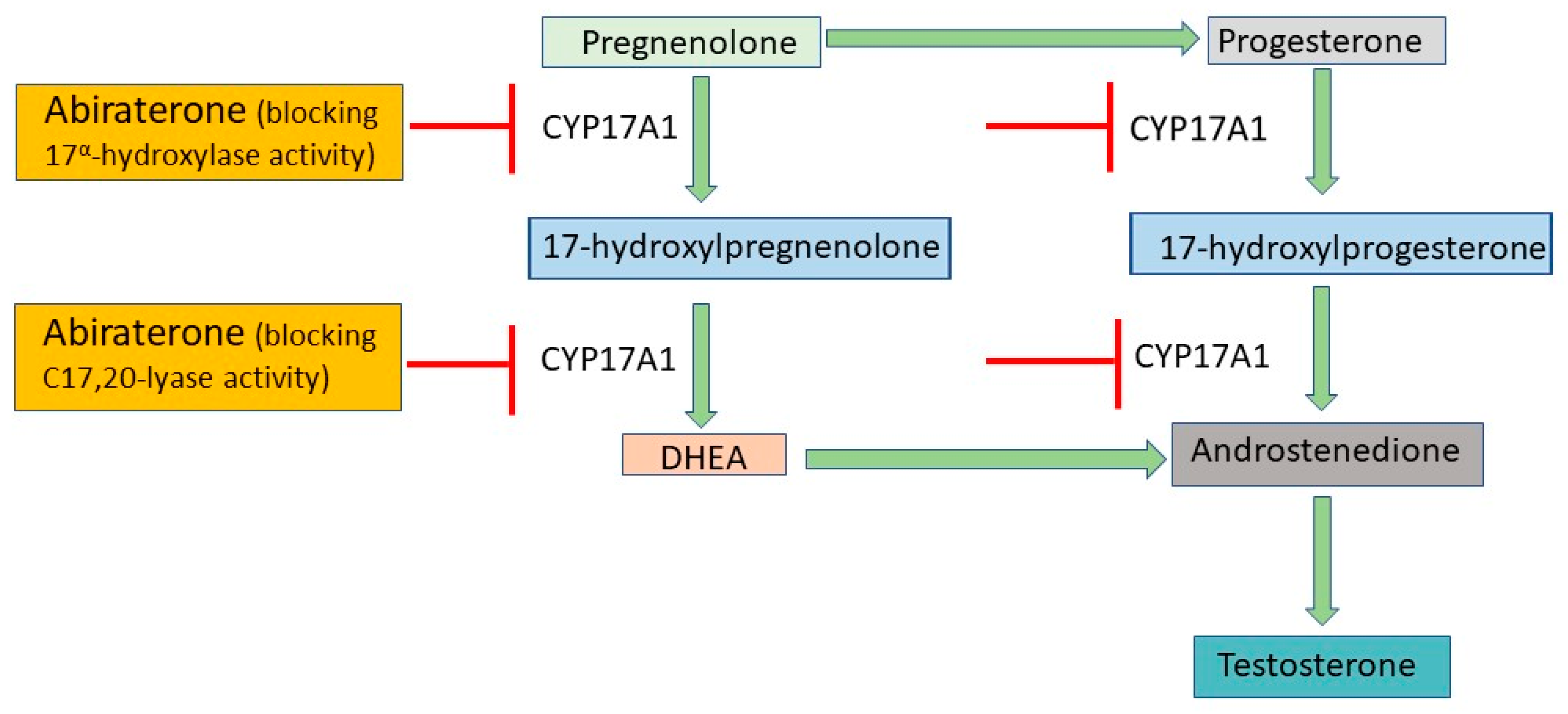 <p>CYP17A1 is an enzyme that <strong>converts progesterone into 17α-hydroxyprogesterone</strong>, a key step in testosterone synthesis. Its <strong>heme iron active site</strong> and <strong>arginine residues</strong> help stabilize the steroid and perform oxidation reactions.<br><br></p>
