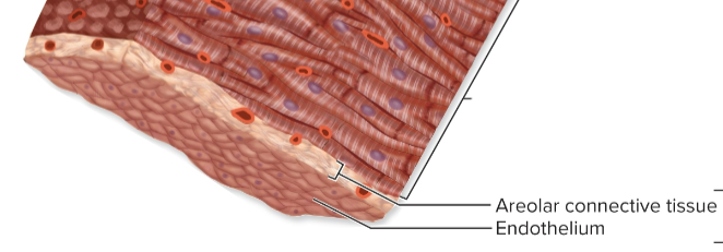 <p>internal surface of heart chambers; simple squamous epithelium and areolar connective tissue</p>