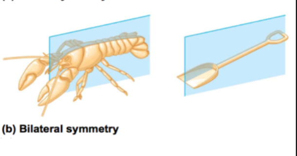 <p>Can be divided along a vertical</p><p>plane to produce two halves</p><p>• Have cephalization and dorsal and</p><p>ventral sides</p><p>• Have anterior and posterior ends</p>
