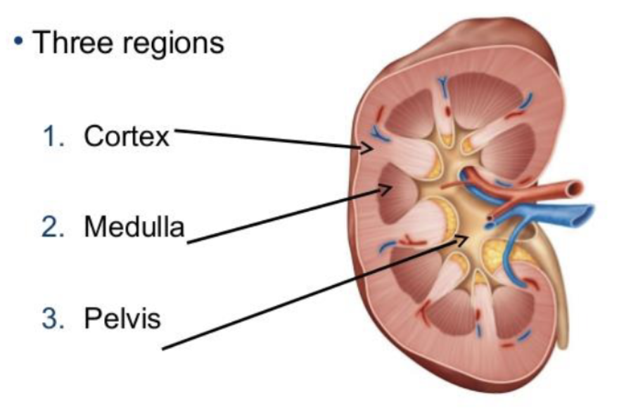 <ul><li><p>Renal cortex</p></li><li><p>Renal medulla</p></li><li><p>Renal pelvis </p></li><li><p>Nephrons</p></li></ul><p></p>