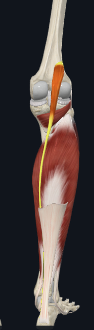 <p>what is the name of this following muscle?</p>