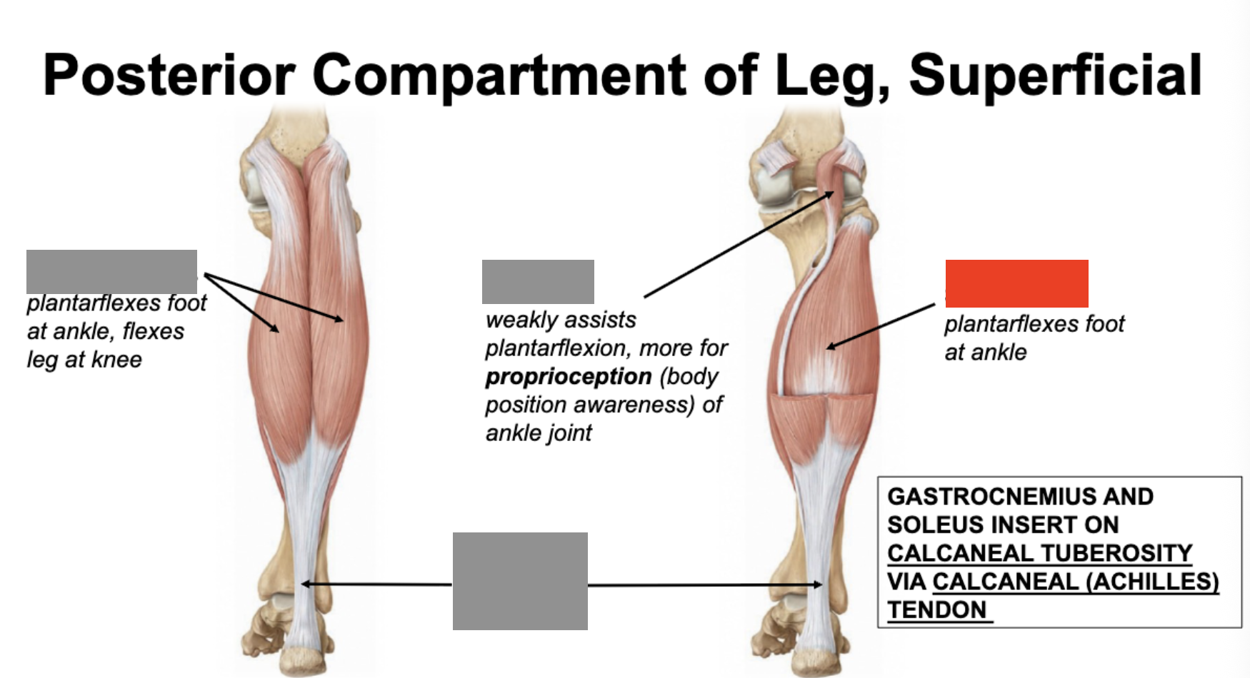<p>plantarflexes foot at ankle</p>