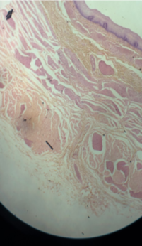 <p>Name the tissue and its epithelium</p>